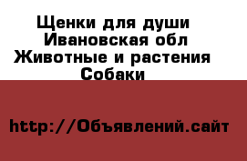 Щенки для души - Ивановская обл. Животные и растения » Собаки   